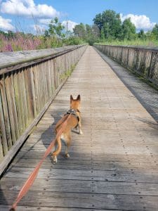 Acadia hiking on a bridge in Michigan