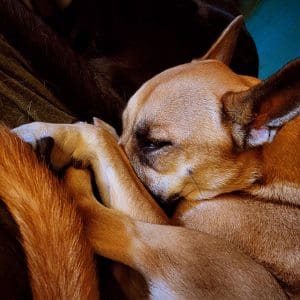 A dog with almost fox-like qualities covering her nose with her paws, sleeping on a blanket.